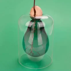 Jarrón para cultivar aguacate