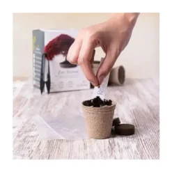 Kit completo para cultivar bonsáis