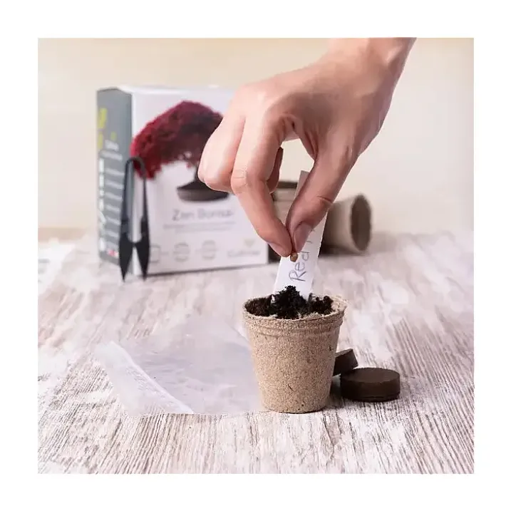 Kit completo para cultivar bonsáis