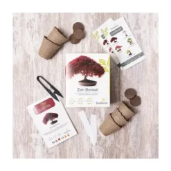Kit completo para cultivar bonsáis