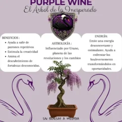 Kit de cultivo de bonsái para principiantes
