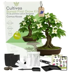 Kit de cultivo de bonsái para principiantes