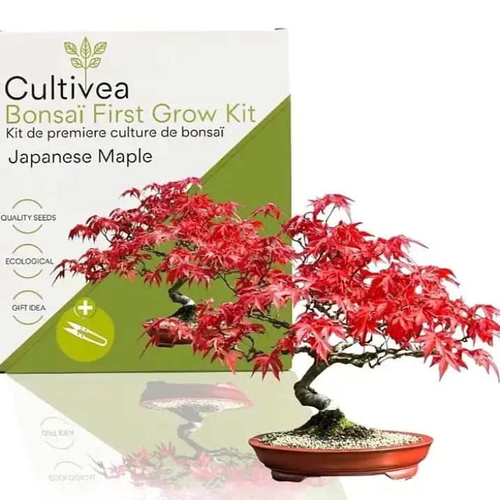 Kit de cultivo de bonsái para principiantes
