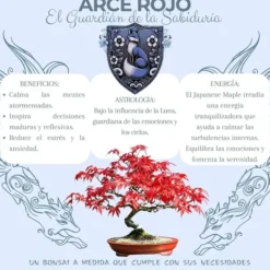 Kit de cultivo de bonsái para principiantes
