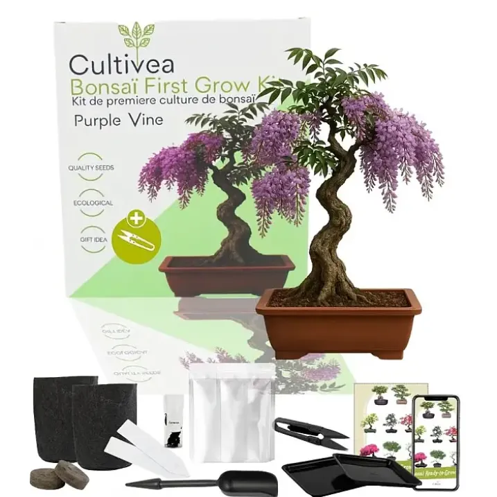 Kit de cultivo de bonsái para principiantes