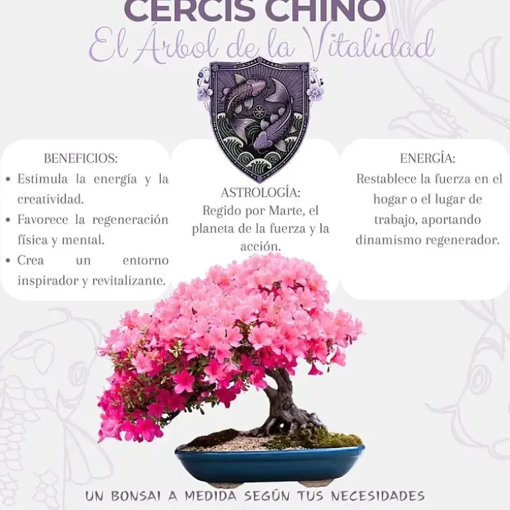 Kit de cultivo de bonsái para principiantes