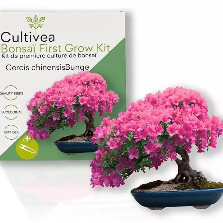 Kit de cultivo de bonsái para principiantes