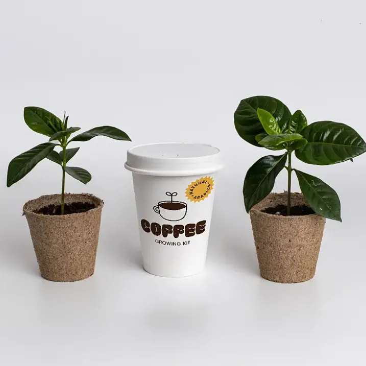 Kit de cultivo de café