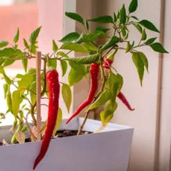 Kit de cultivo de pimientos picantes