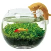 Kit de cultivo de plantas acuáticas con gatito
