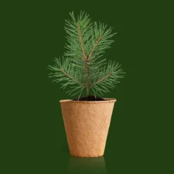 Kit de cultivo árbol de Navidad