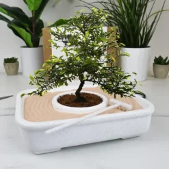 Kit para cultivar un Bonsái