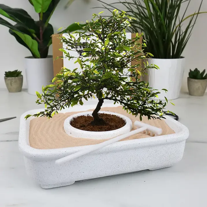 Kit para cultivar un Bonsái