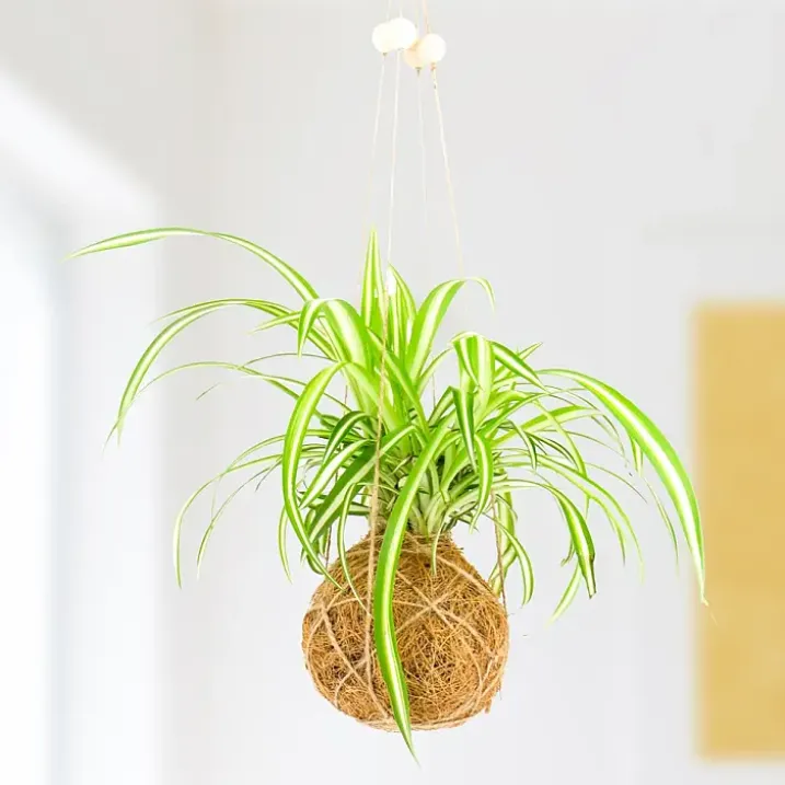 Kit para hacer una Kokedama