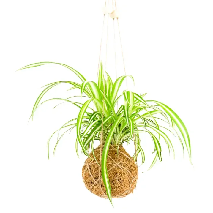 Kit para hacer una Kokedama