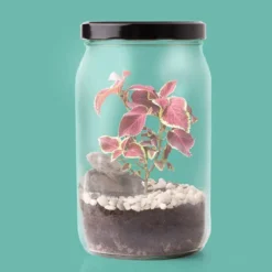 Kit para hacer un terrario
