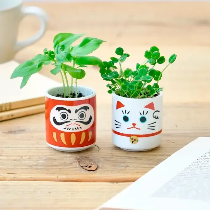 Lucky Plant, mini maceta con albahaca dulce muñeco Daruma
