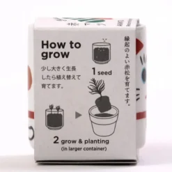 Lucky Plant, mini maceta con trébol blanco gato de la suerte