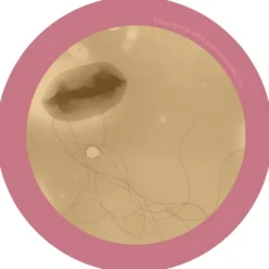 Peluche de Microbio "E.Coli"