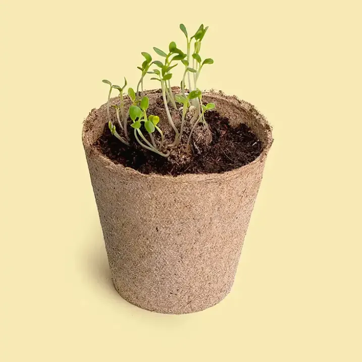 Pide un deseo. Kit de cultivo Diente de león