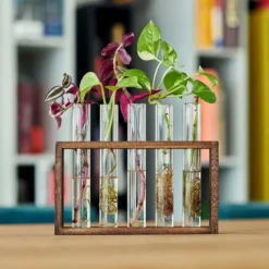 Provetta: estación de propagación de plantas con 5 tubos de ensayo